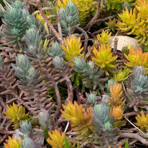 Sedum blue spruce sedum Angelina drought tolerant perennial sedum starts bundle easy to grow cold hardy US native flower sustainably grown