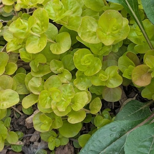 Creeping jenny lysimachia nummularia perennial ground cover plant start easy to grow cold hardy US native flower sustainably grown