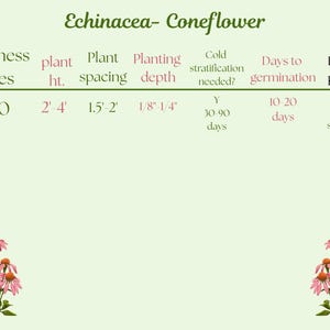 coneflower hula skirt echinacea flower garden seeds Easy to grow flower herb seeds perennial flower seed saver socks immagine 3