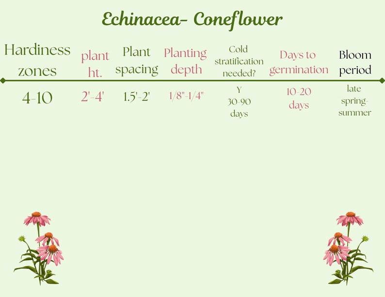 coneflower hula skirt echinacea flower garden seeds Easy to grow flower herb seeds perennial flower seed saver socks immagine 3