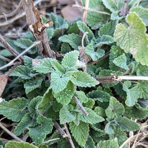 May include: Close-up of a cluster of green, textured leaves with scalloped edges. The leaves are surrounded by dry, brown twigs and straw-like material. The plant appears to be growing in a natural outdoor setting.