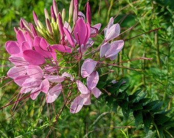 Pink, purple easy all summer mix