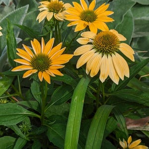 Yellow coneflower seeds echinacea flower herb seeds perennial flower garden herb home apothecary garden medicinal plants cut flower garden