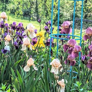 May include: A vibrant garden bed filled with a variety of iris flowers in shades of purple, yellow, orange, and cream. The flowers are in full bloom, with green foliage and a blue trellis in the background.