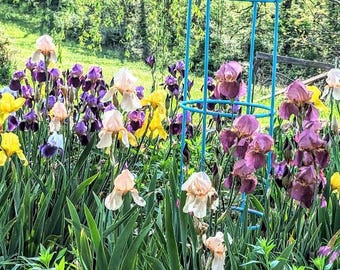 Bearded iris live plant starts perennial flower garden mixed colors iris bundle rhizome starts easy to grow flowers heirloom iris mix