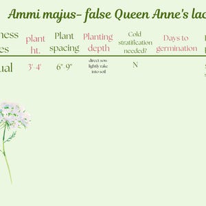 May include: A botanical illustration of Ammi majus, also known as false Queen Anne's lace, with plant details. The image includes text about plant height (3-4 feet), spacing (6-9 inches), and bloom period (spring-summer). A watercolor-style flower is shown.