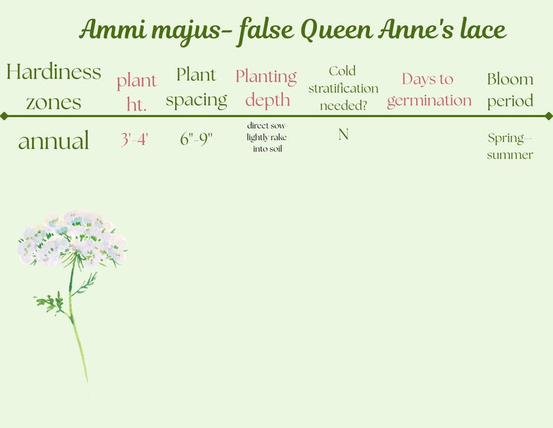 May include: A botanical illustration of Ammi majus, also known as false Queen Anne's lace, with plant details. The image includes text about plant height (3-4 feet), spacing (6-9 inches), and bloom period (spring-summer). A watercolor-style flower is shown.
