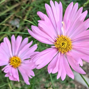 cosmos flower seeds annual pink flower cut flowers easy to grow flowers garden seed