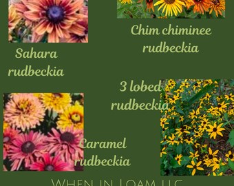 Sahara rudbeckia caramel seed chim chiminee rudbeckia black eyed Susan flower seed three lobed cut flower garden