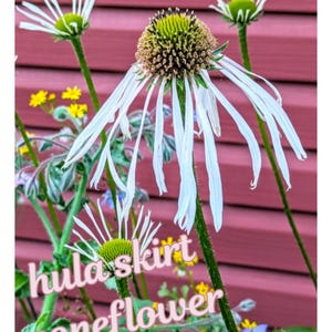 coneflower hula skirt echinacea flower garden seeds Easy to grow flower herb seeds perennial flower seed saver socks hula skirt seed