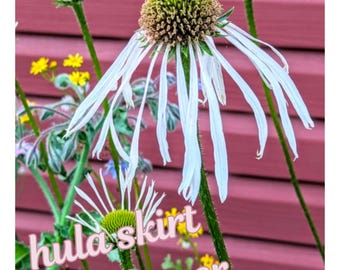 coneflower hula skirt echinacea flower garden seeds Easy to grow flower herb seeds perennial flower seed saver socks