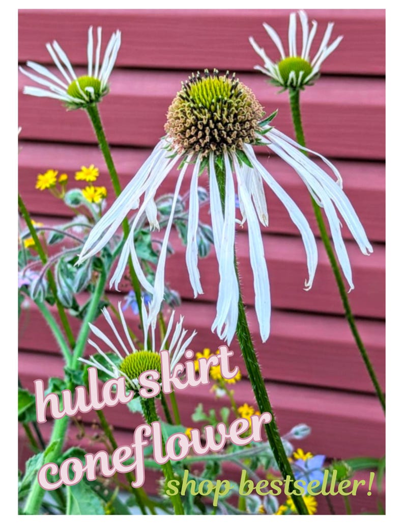 coneflower hula skirt echinacea flower garden seeds Easy to grow flower herb seeds perennial flower seed saver socks hula skirt seed