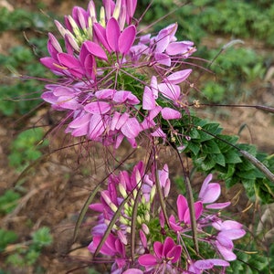 Cleome flower seeds violet queen annual flower garden seeds easy to grow flower