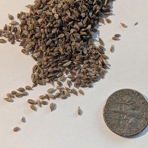 May include: A pile of small, brown seeds next to a US dime coin. The seeds are oval-shaped and have a slightly textured surface. The coin is silver and shows the profile of a person. The seeds are likely for planting.