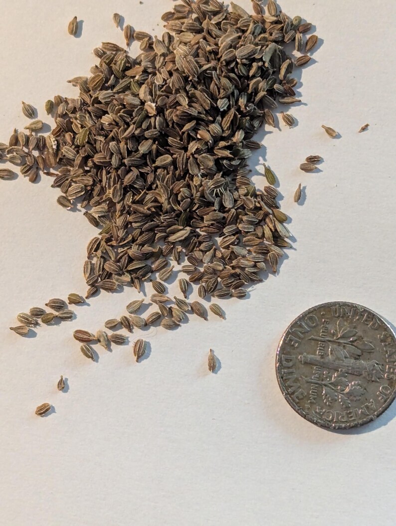 May include: A pile of small, brown seeds next to a US dime coin. The seeds are oval-shaped and have a slightly textured surface. The coin is silver and shows the profile of a person. The seeds are likely for planting.