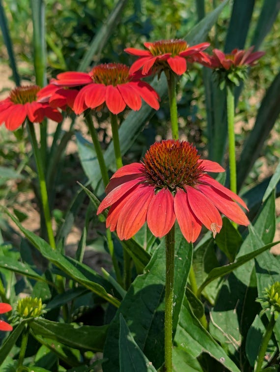 Red Coneflower Seeds Echinacea Flower Perennial Herb Garden Medicinal Plant  Apothecary Garden Seed Sustainable Easy to Grow Flower Seed - Etsy