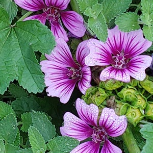 May include: Close-up of pink and purple flowers with dark purple veins, covered in water droplets, growing among green leaves.
