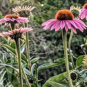 Echinacea (purple coneflower) leaves, flowers, stems-dehydrated for herbal supplements, herb teas, homemade medicinals