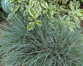 Blue fescue ornamental grass live plant start perennial garden plant low growing sustainable easy to grow cold hardy