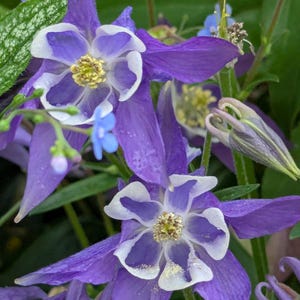 columbine perennial seed aquilegia shade garden flower spring blooming columbine native hardy flower sustainably grown flower seed