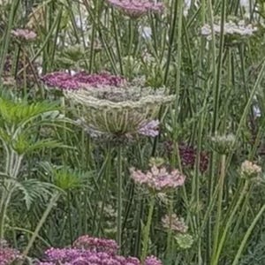 May include: A field of Queen Anne's Lace flowers in various stages of bloom. The flowers range in color from white to deep purple, with delicate, lacy petals. Tall green stems and leaves fill the frame.