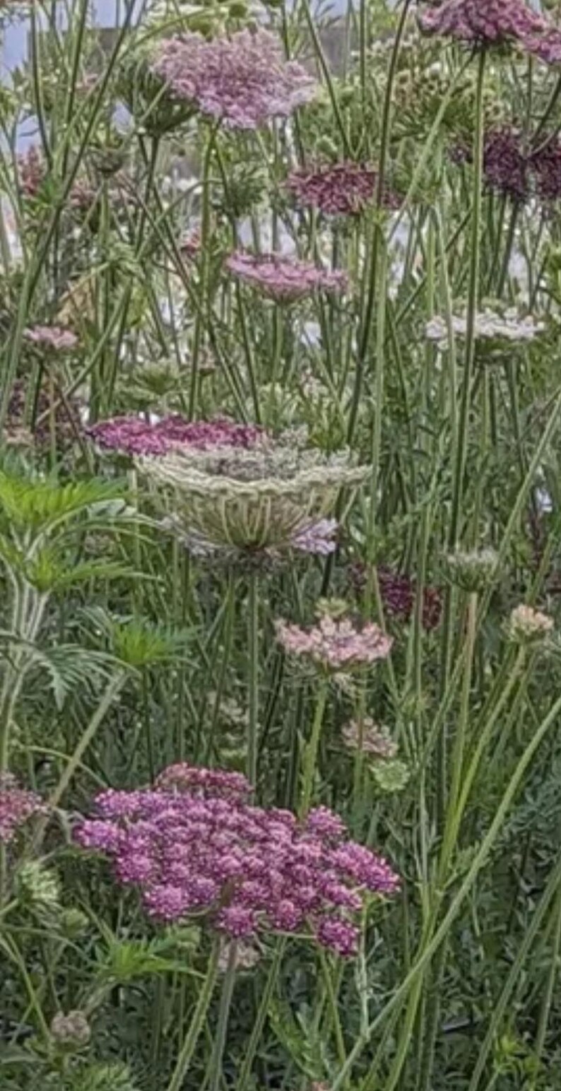 May include: A field of Queen Anne's Lace flowers in various stages of bloom. The flowers range in color from white to deep purple, with delicate, lacy petals. Tall green stems and leaves fill the frame.