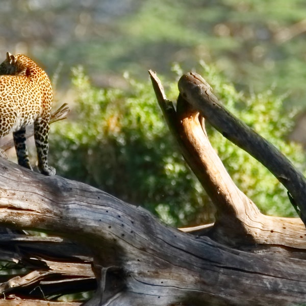 Leopard of Lake Nakuru