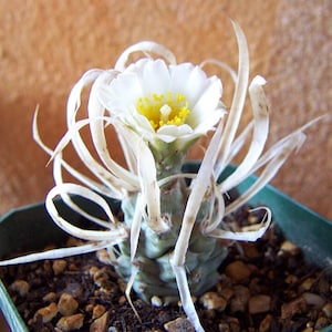 Tephrocactus articulatus papyracanthus Cactus con Spine di Carta