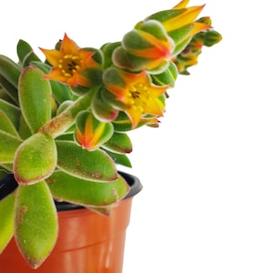 Può includere: Una pianta succulenta con foglie verdi e fiori arancioni in un vaso marrone.