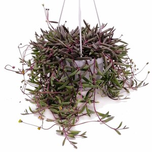 Può includere: Una pianta succulenta ricadente con foglie lunghe, sottili e verdi e steli viola in un vaso sospeso. La pianta cade oltre i bordi del vaso di plastica bianco.