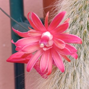 Può includere: Un fiore di cactus rosa con un centro bianco sboccia su uno sfondo di spine di cactus bianche e pelose.