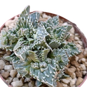 Può includere: Una piccola pianta succulenta verde con macchie bianche e bordi spinosi, che cresce in un vaso marrone pieno di piccole pietre marroni e bianche.