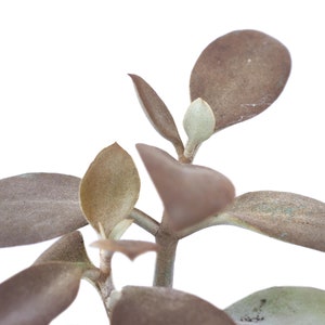 Può includere: Primo piano di una pianta succulenta con foglie marroni, verdi e grigie. Le foglie sono carnose e hanno una superficie leggermente ruvida.