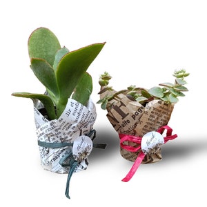 Bomboniere con Piante Grasse succulente in carta kraft vintage per cerimonie