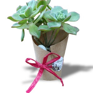 Bomboniera green Piante Grasse e Mini Cactus in Vasetto per cerimonie