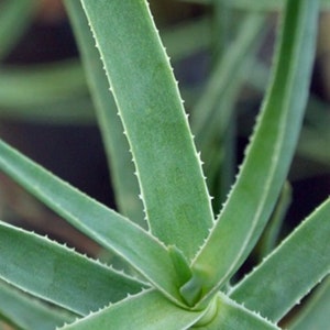 Aloiampelos tenuior (Aloe) pianta grassa resistente da esterno
