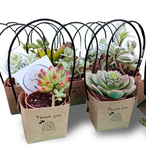 Può includere: Diverse piccole piante grasse in vaso in scatole di carta marrone con manici in filo di ferro nero. Le scatole presentano un messaggio "Grazie" e un'illustrazione di una pianta grassa. Le piante grasse hanno foglie verdi, rosse e bianche.