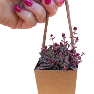 Può includere: Un piccolo sacchetto di carta marrone con un manico in corda intrecciata, riempito con una pianta succulenta. La pianta ha foglie verde scuro e bordeaux con piccoli fiori rossi. La borsa è tenuta da una mano con smalto rosa.