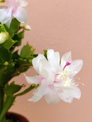 POWERS TO FLOWERS – Set 3 Schlumbergera (Nataline) In Vaso Ceramica Bianca Con Spatolatura, Piante Vere, Colori Assortiti, Omaggio Incluso