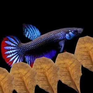 May include: A blue and red freshwater fish with black spots swimming in an aquarium with brown leaves.