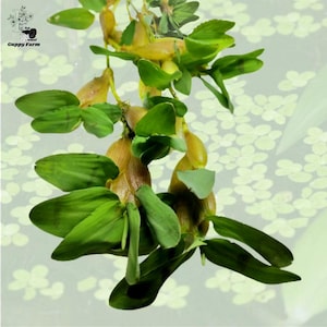 Könnte beinhalten: Nahaufnahme einer lebendigen Wasserpflanze mit leuchtend grünen Blättern und knollenförmigen, gelbbraunen Strukturen. Die Pflanze ist vor einem weichen, verschwommenen Hintergrund aus Wasserpflanzen platziert, was eine natürliche Unterwasserumgebung suggeriert. Das Bild ist mit "Guppy Farm" beschriftet.