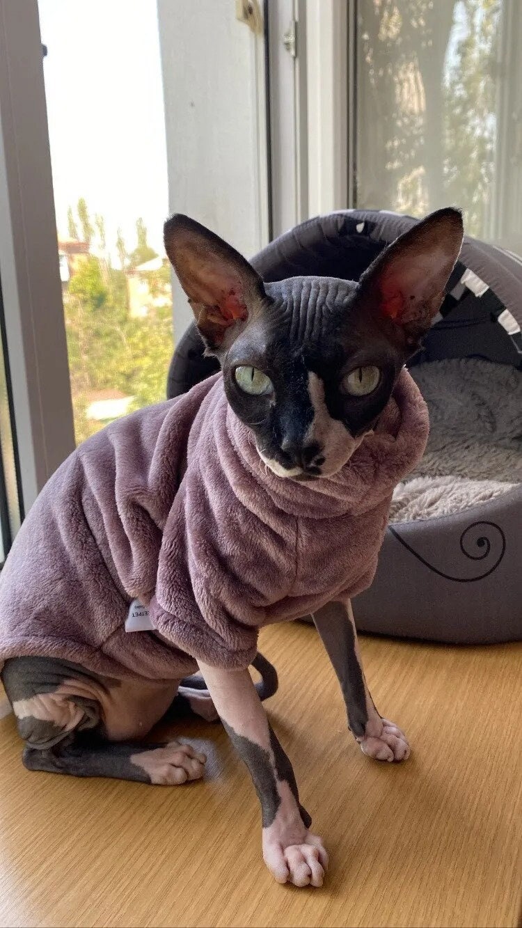 Sphynx Cat Jumper Sphynx Cat Clothes Cat Jumper for Cats Etsy UK