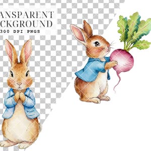 May include: Two watercolor illustrations of brown rabbits wearing blue jackets. One rabbit is holding a pink turnip with green leaves.  The illustrations have a transparent background.