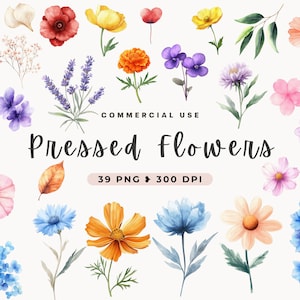 Clipart fleur pressée, plantes séchées, aquarelle de fleurs, téléchargement immédiat, fleurs sauvages, fines herbes, fleurs sauvages, mariage nuptiale, PNG botanique