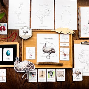 May include: A set of educational materials for learning about emus. The set includes a variety of resources, such as flashcards, coloring pages, and a diagram of an emu's anatomy. The materials are designed to help children learn about the physical characteristics, behavior, and habitat of emus.