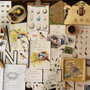 Nesting Birds Nature Study