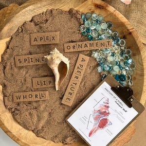 Op de afbeelding: Een houten kom gevuld met bruin zand en blauwe glazen kralen. Een schelp ligt in het midden van de kom. Er zijn verschillende kleine bruine papieren kaartjes met de woorden "apex", "ornament", "wervel", "lip", "spiraal" en "opening" erop. Een klembord met een diagram van een schelp, die met dezelfde termen is gelabeld, bevindt zich aan de rechterkant van de kom.