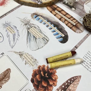 May include: An educational display with feather illustrations, a pine cone, and two crayons. The feathers have labels explaining their function. A small owl figurine and binoculars are also visible.
