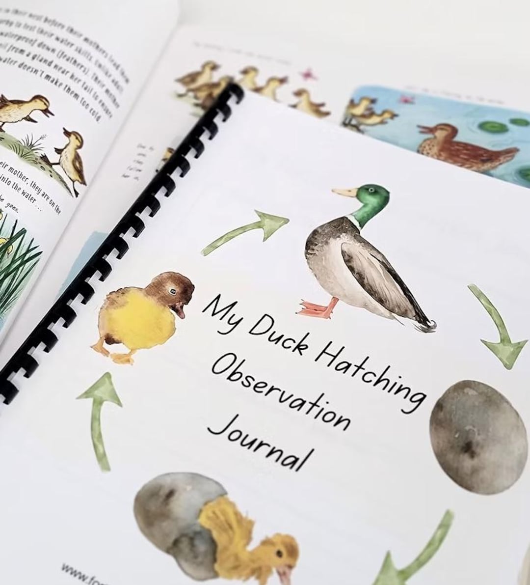 Duck Hatching Calendar.pdf Duck Hatching Observation Journal - Etsy