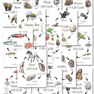 Peut inclure: Ensemble d'affiches éducatives illustrant les cycles de vie d'animaux et de plantes, comme l'ours grizzly, le mouton, l'abeille, l'aigle, la grenouille, le saumon, le cheval, le lapin, le papillon et la tortue des Galapagos.